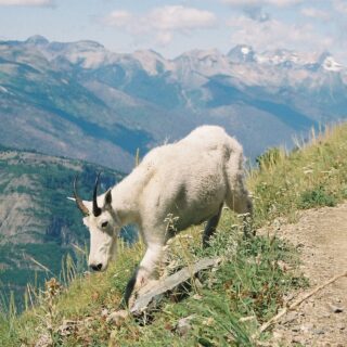 Goat walking on the side of a mountain path.
