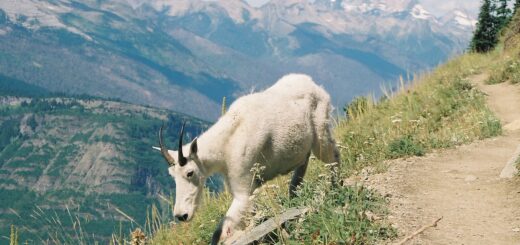 Goat walking on the side of a mountain path.