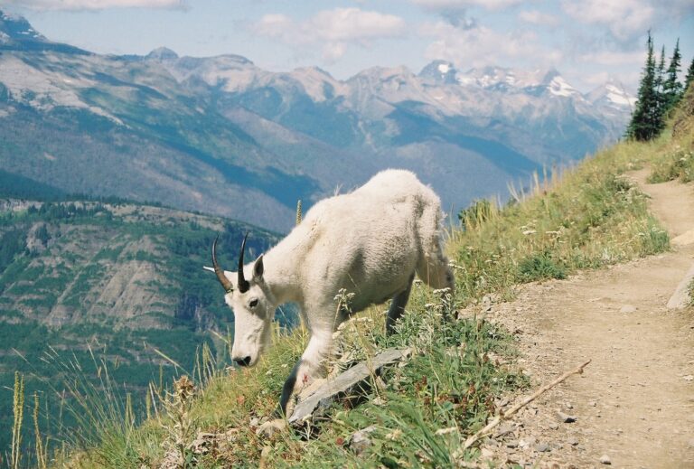 Goat walking on the side of a mountain path.