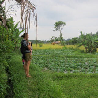 rice paddies near tetebatu