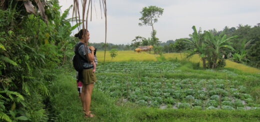 rice paddies near tetebatu