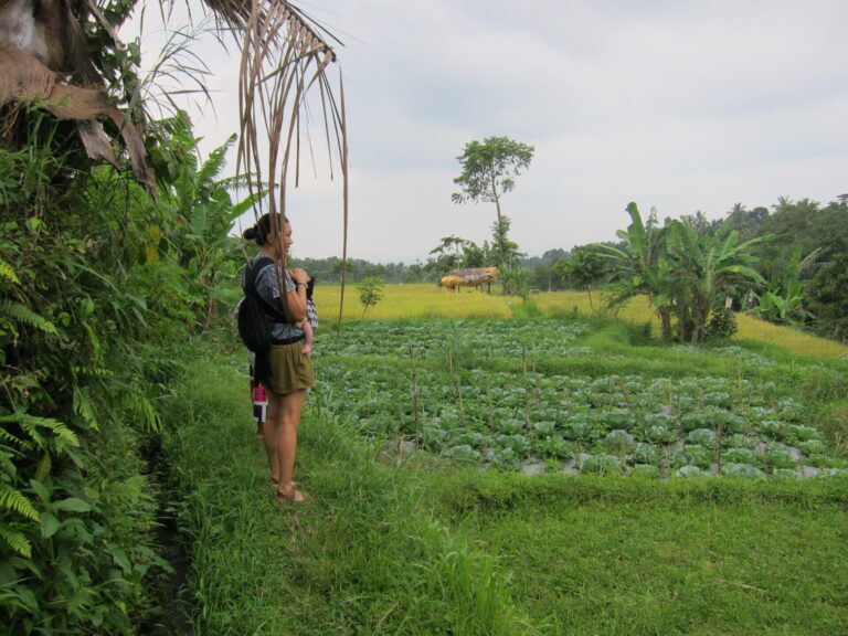 rice paddies near tetebatu