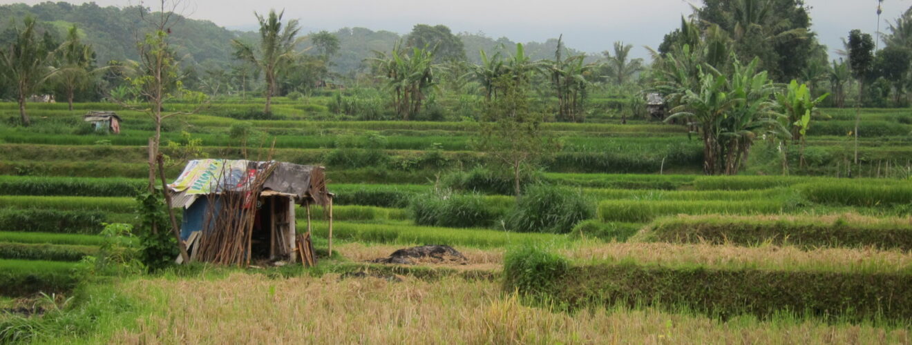 rice paddies near tetebatu