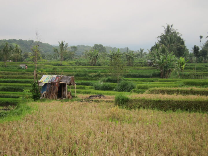 rice paddies near tetebatu