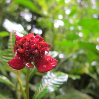 jungle flower