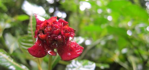 jungle flower