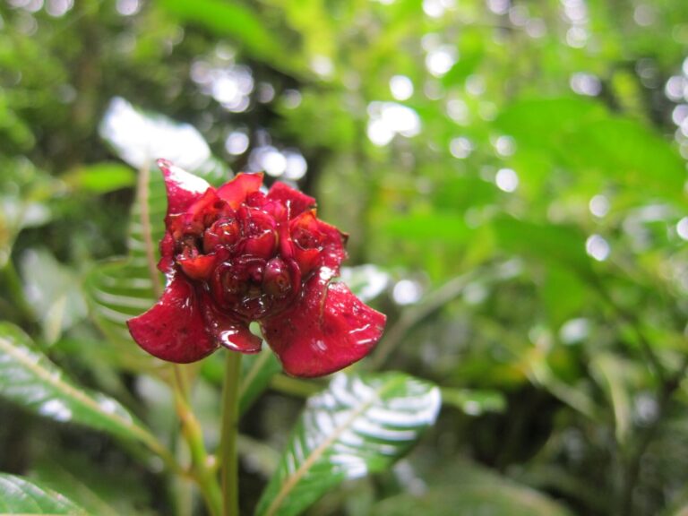 jungle flower