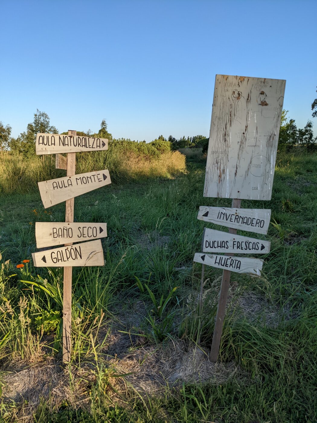 5 Ways to Eat Your Lavender - Our Permaculture Life