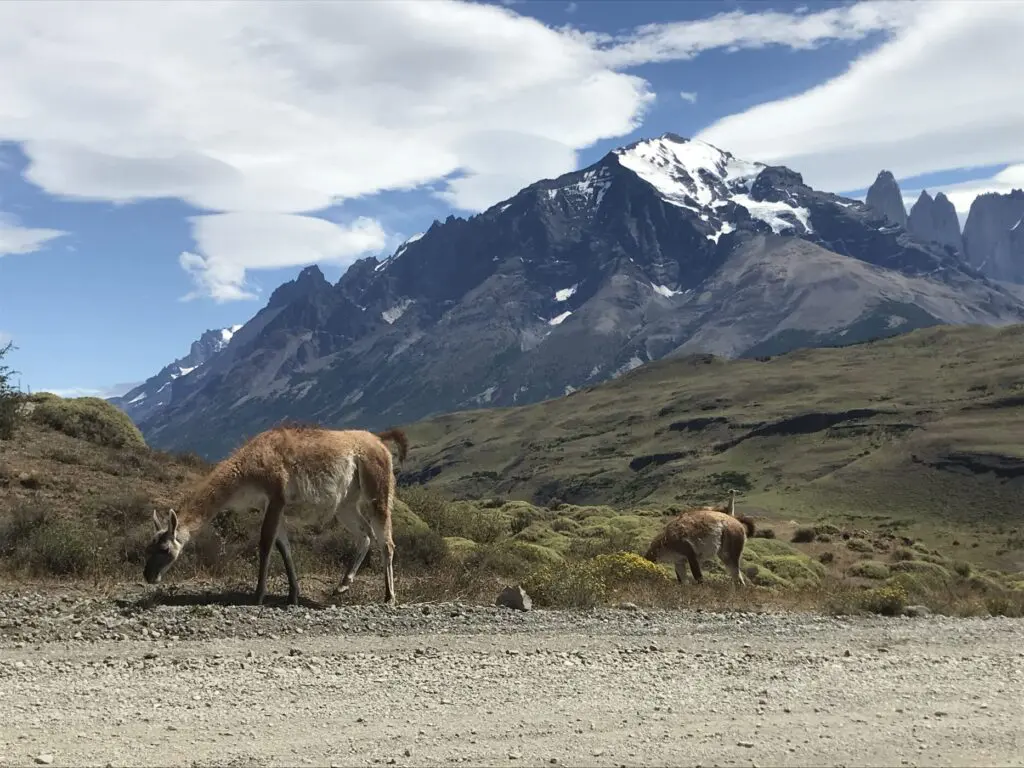 Torres del Paine - Guanaco