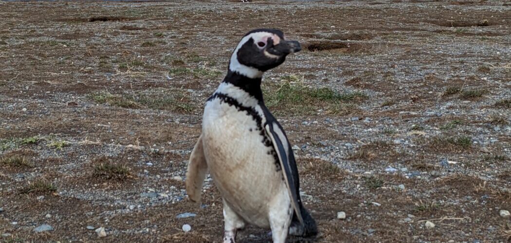 Punta Arenas - Penguin