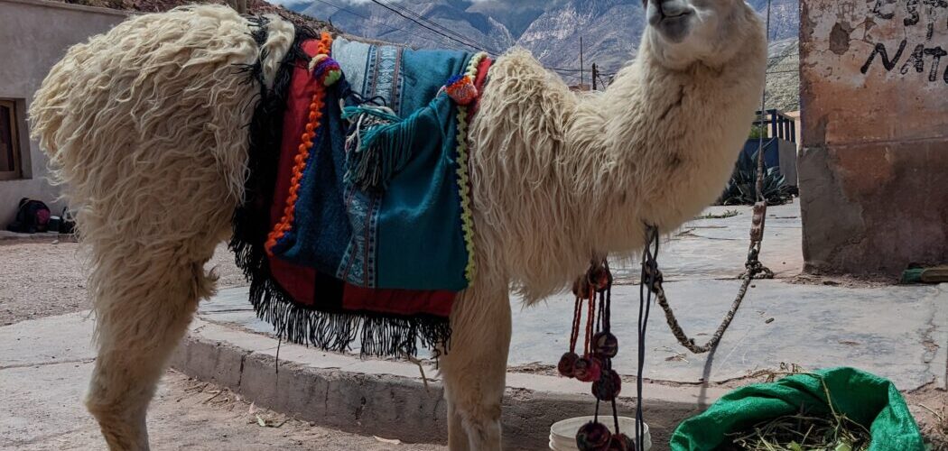 Jujuy - Llama