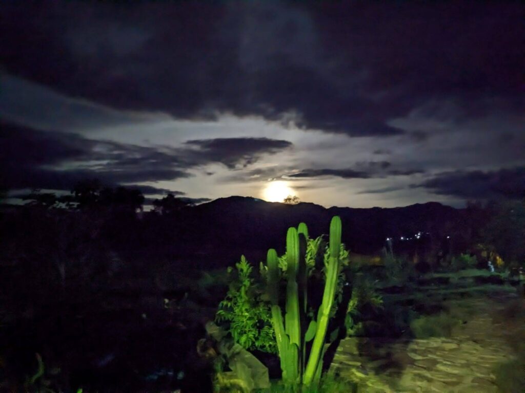 Full Moon and Cactus