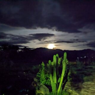 Full Moon and Cactus
