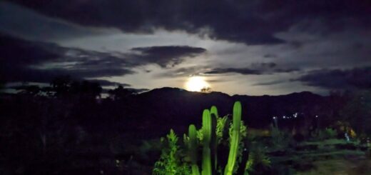 Full Moon and Cactus